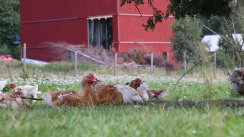A chicken farm Stock Footage 205302989