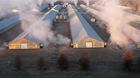  Chicken farm.  Stock Footage 221649247