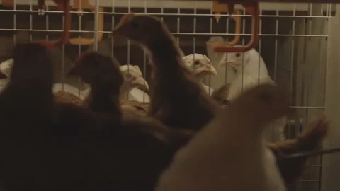 Chicken Farm Stock Footage 231496328