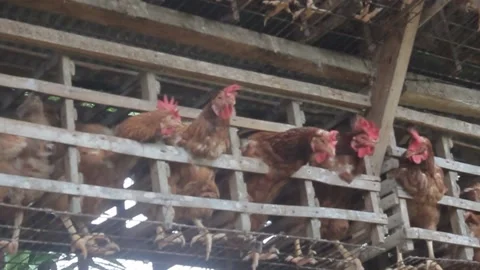 Chicken farm 스톡 동영상 232605740