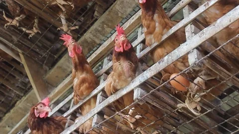Chicken farm Vídeo Stock 232605742