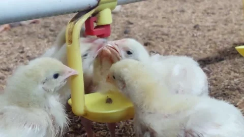 Chicken farm Stock Footage 233712284