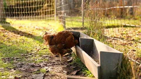 A chicken on a farm Stock Footage 234132434