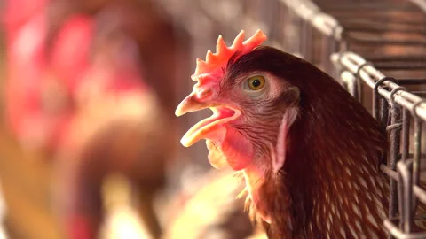 Chicken in a farm 스톡 동영상 291300813