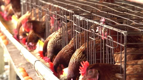 Chicken in a farm 스톡 동영상 291383723