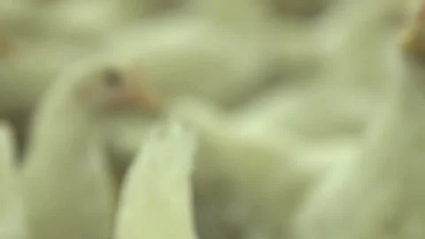Chicken farm  Stock Footage 295978109