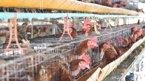 Chicken farm, hen egg. Stock Footage 32531655