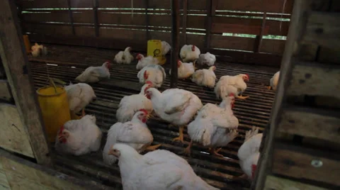 Chicken Farm, Indonesia Stock Footage 32283875
