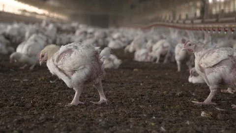 Chicken Farm Interior Stock Footage 86628632