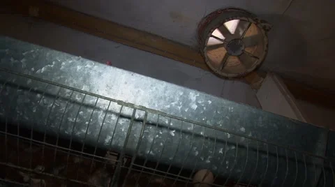 Chicken farm, low angle shot Stock Footage 48806757