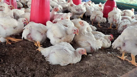 Chicken farm with multiple birds in a spacious environment Stock Footage 305873526