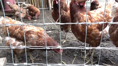Chicken Farm in natural environment, slow motion Stock Footage 54938545