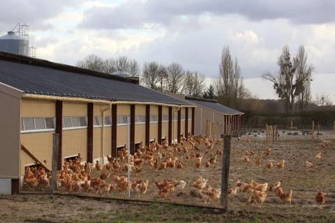 Chicken farm Stock Photos