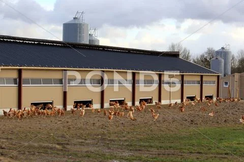 Chicken farm Stock Photos