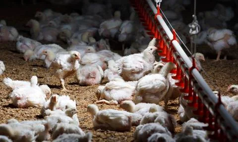 Chicken farm Stock Photos