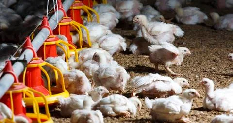 Chicken farm Stock Photos
