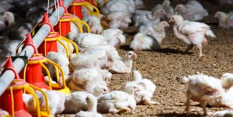 Chicken farm Stock Photos