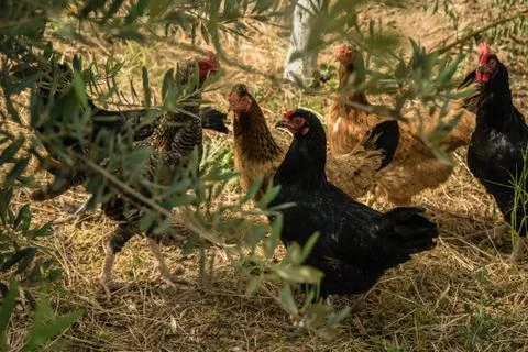Chicken in farm Stock Photos