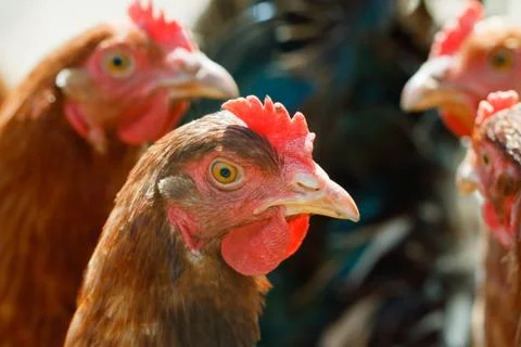 Chicken on the farm Stock Photos