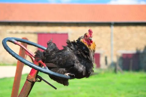 Chicken at the farm Stock-Fotos