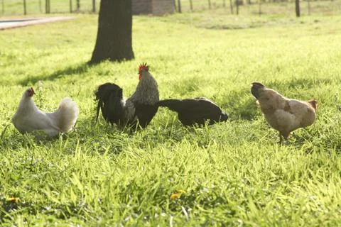 Chicken in a farm Stock Photos