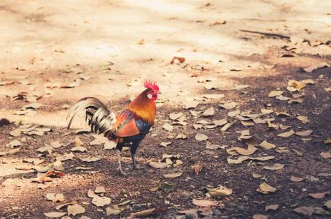 Chicken in the farm Stock Photos