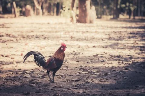 Chicken in the farm Stock Photos