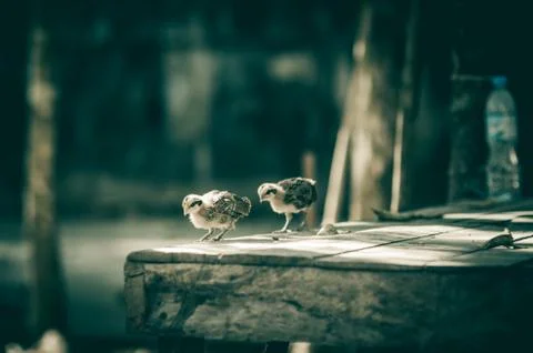 Chicken in the farm Stock Photos