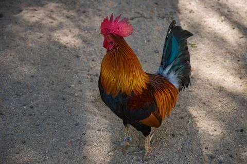Chicken in the Farm Stock Photos