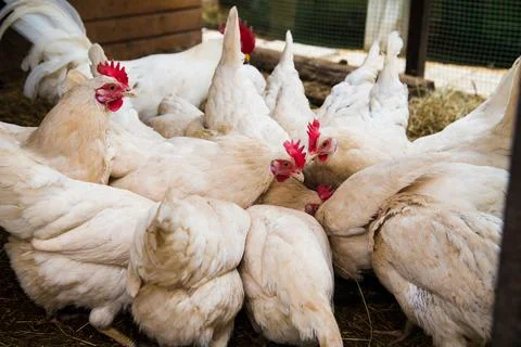Chicken on a farm Stock Photos