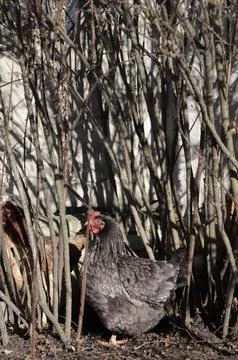 Chicken on the farm Stock Photos
