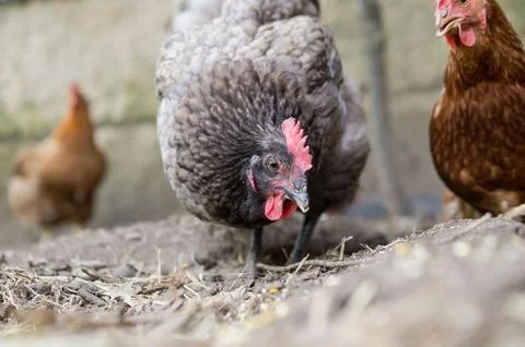 Chicken on the farm Stock Photos