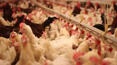 Chicken Farm, Poultry Video stock 9743261