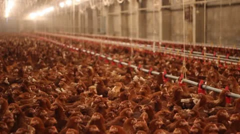 Chicken Farm, Poultry Stock Footage 9745527
