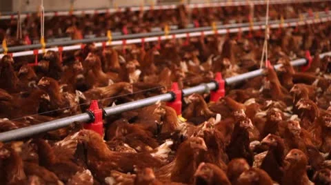Chicken Farm, Poultry Stock Footage 9830948