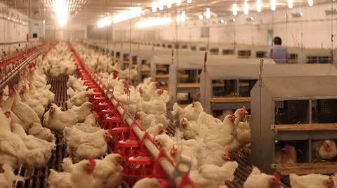 Chicken Farm, Poultry Stock Footage 10293850