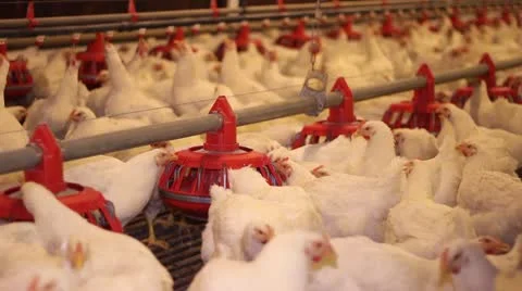 Chicken Farm, Poultry Stock Footage 10564538