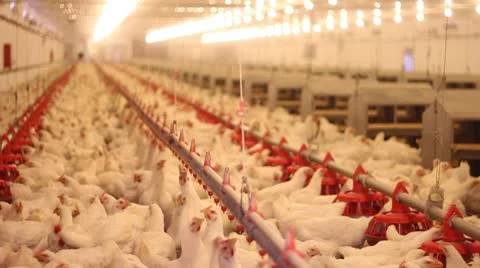 Chicken Farm, Poultry Stock Footage 10564585