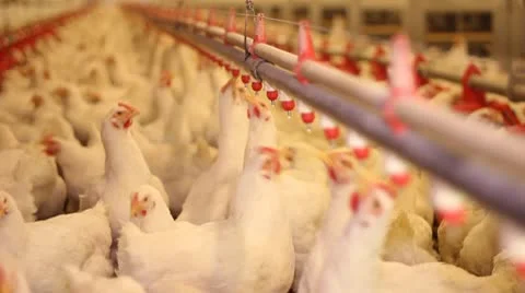 Chicken Farm, Poultry Stock Footage 10569291