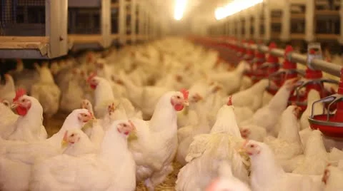 Chicken Farm, Poultry Stock Footage