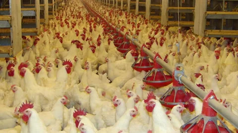 Chicken Farm, Poultry Stock Footage 34286413