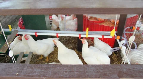 Chicken Farm, Poultry Stock Footage 39084088