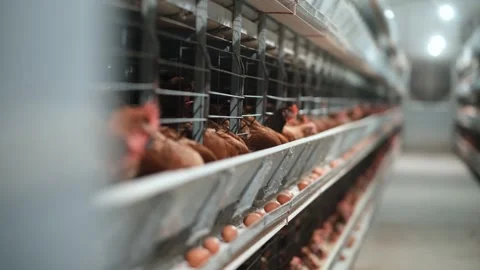 Chicken Farm, Poultry Stock Footage 305332867