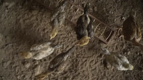 Chicken farm / poultry in Rizal Province, Philippines Stock Footage 229709853
