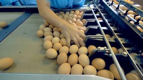 Chicken farm poultry workers sorting eggs at factory conveyor. Poultry farm Stock Footage 79764690