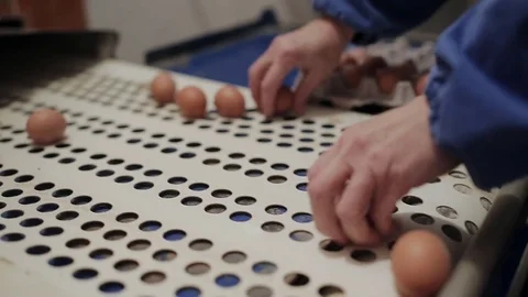 Chicken farm poultry workers sorting eggs at factory conveyor. Poultry farm Stock Footage 83876664