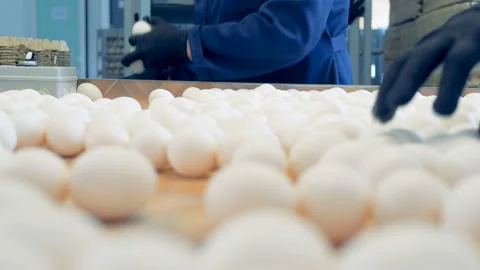 Chicken farm poultry workers sorting eggs at factory conveyor. Poultry farm Stock Footage 87292502