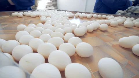 Chicken farm poultry workers sorting eggs at factory conveyor. Stock Footage 87470813