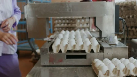 Chicken farm poultry workers sorting hen eggs at factory conveyor Stock Footage 95268153