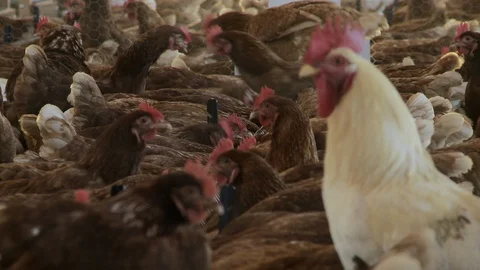 Chicken farm sequence Stock Footage 100648010
